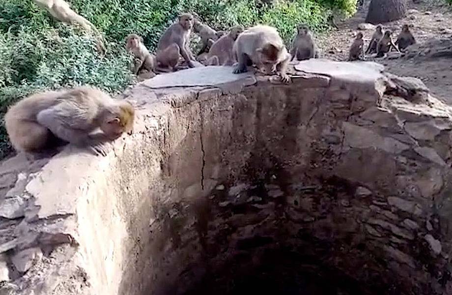 Видео: В Индии обезьяны спасли леопарда, упавшего в колодец с водой 