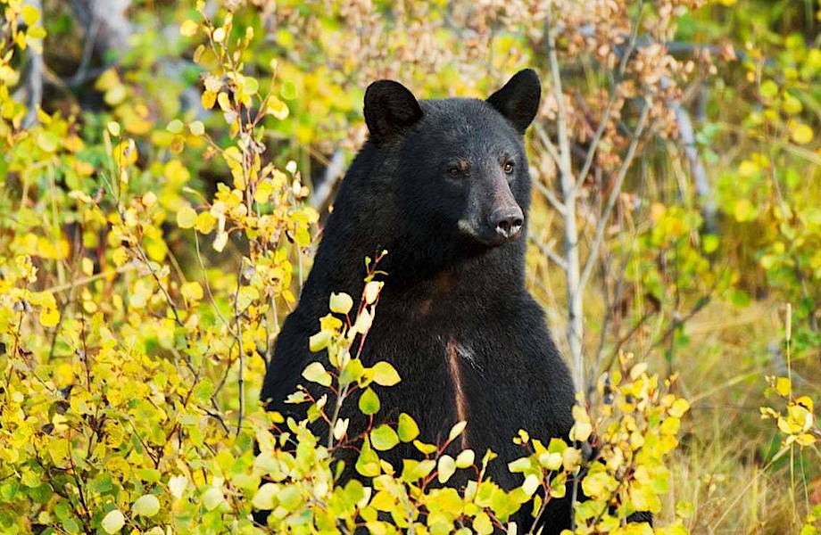 Трехлетнего мальчика, заблудившегося в лесу, спас медведь