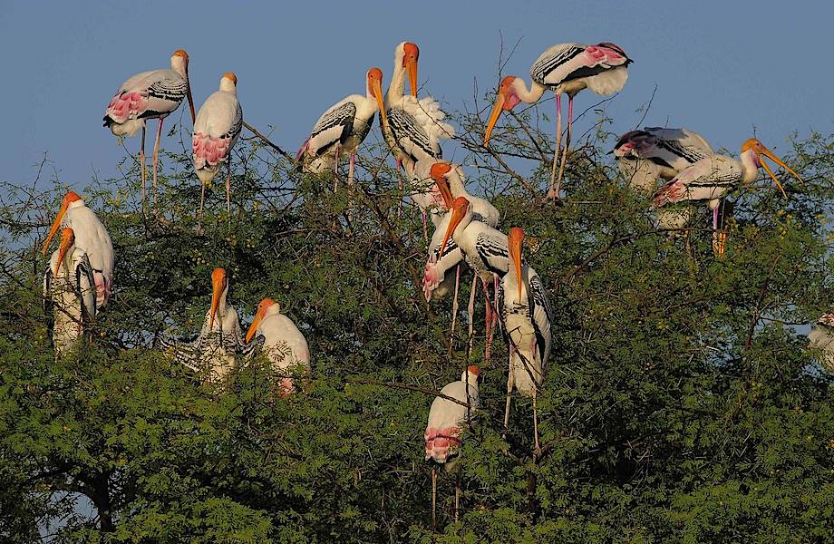 Кеоладео: как выглядит рай для птиц