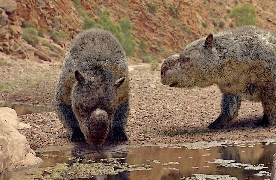 Дипротодон: когда-то в Австралии жили вомбаты размером с бегемота