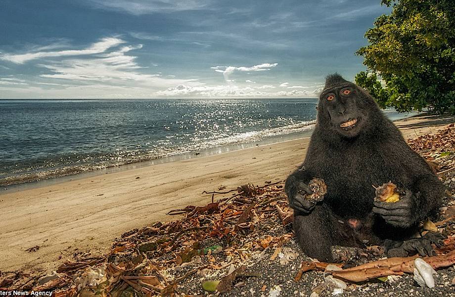 Позитивные хохлатые обезьяны с острова Сулавеси