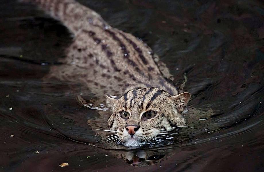 Кот-рыболов — самое большое исключение из правил в мире кошачьих
