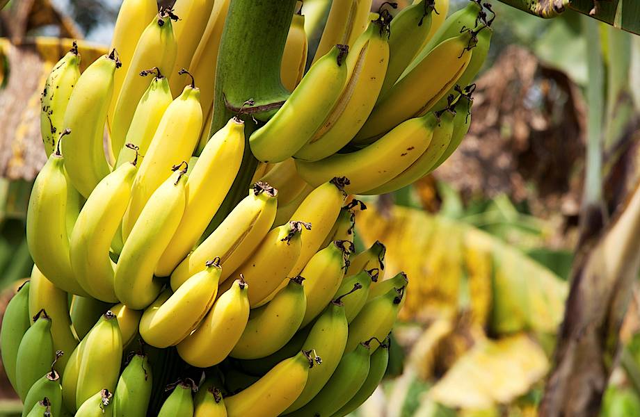 Генетики снова вмешались в природу: африканским бананам отредактировали гены