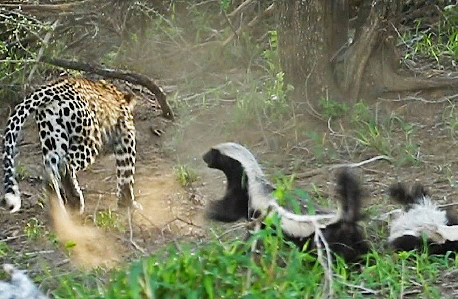 Интерес научных исследователей