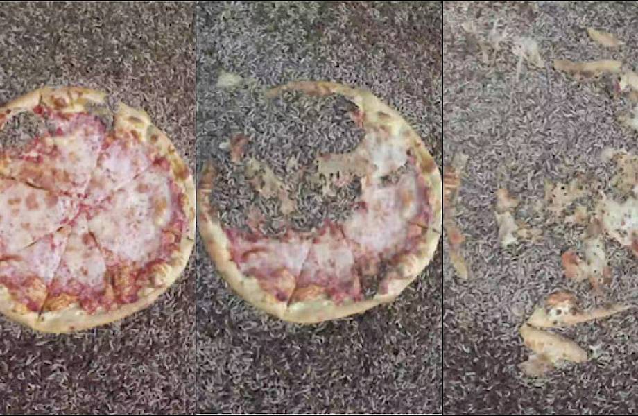 Видео: Сколько времени понадобится полчищу личинок, чтобы съесть пиццу