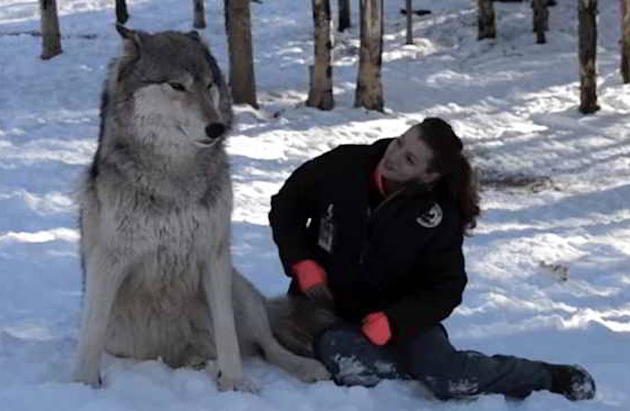 Видео: Огромный волк сел в лесу рядом с девушкой