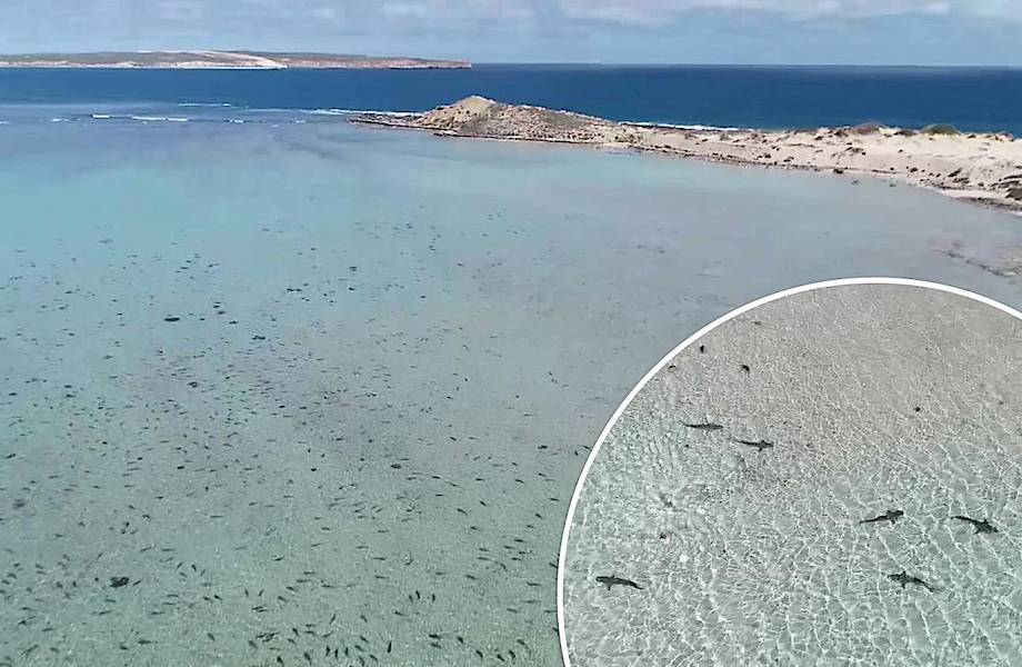 Видео: Сотни акул плавают на мелководье