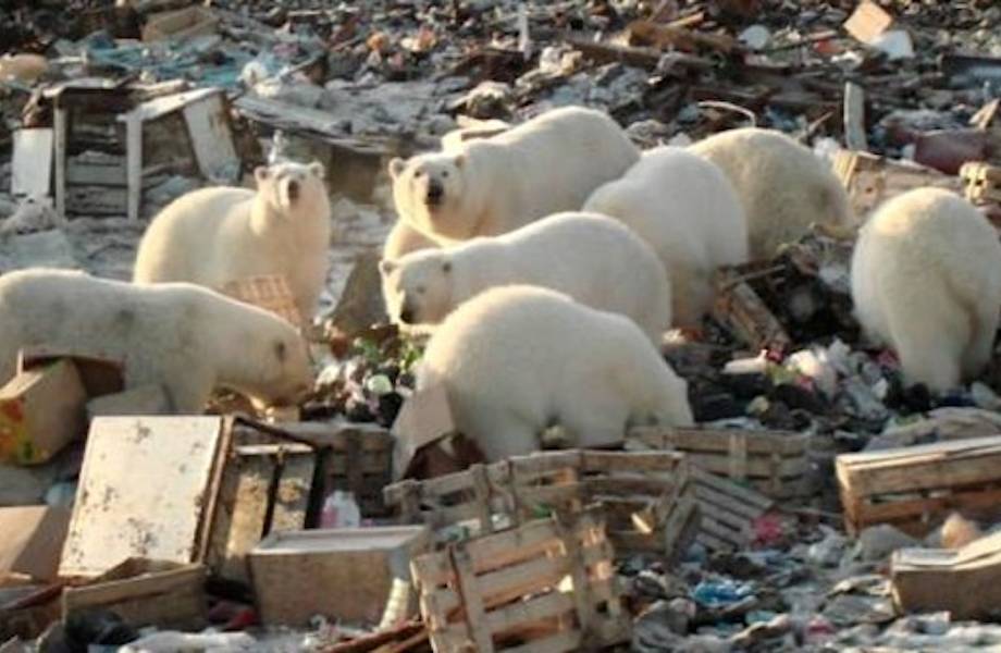Видео: Голодные белые медведи оккупируют населенные пункты Арктики