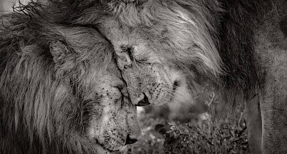 Фото дня: как здороваются львы