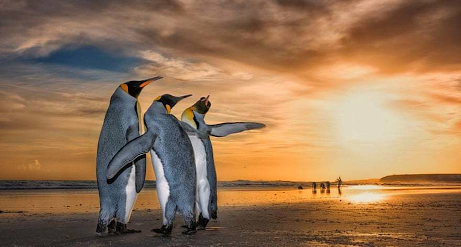 Фото дня: брачные игры пингвинов