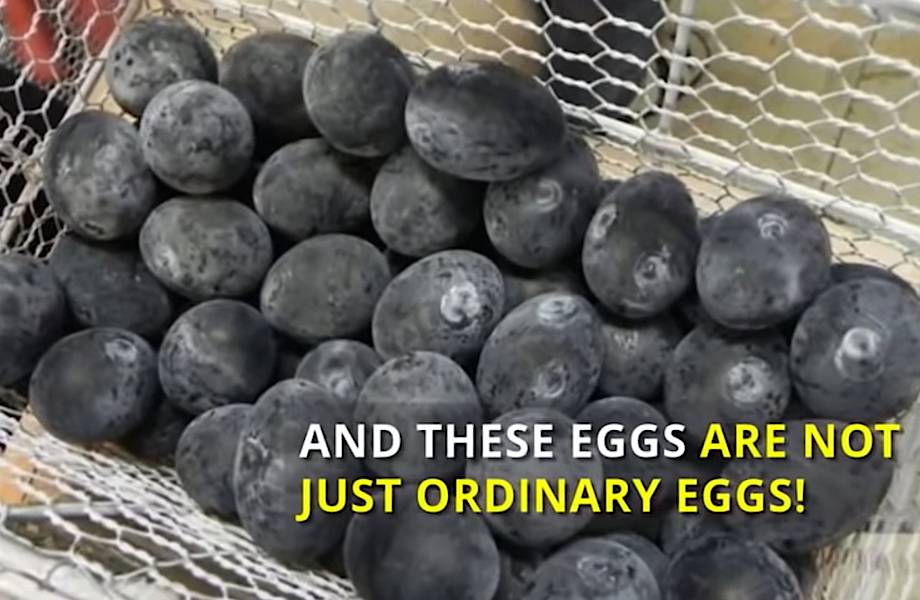 Видео: Из столь необычных яиц вылупятся цыплята стоимостью 2 000 долларов каждый 