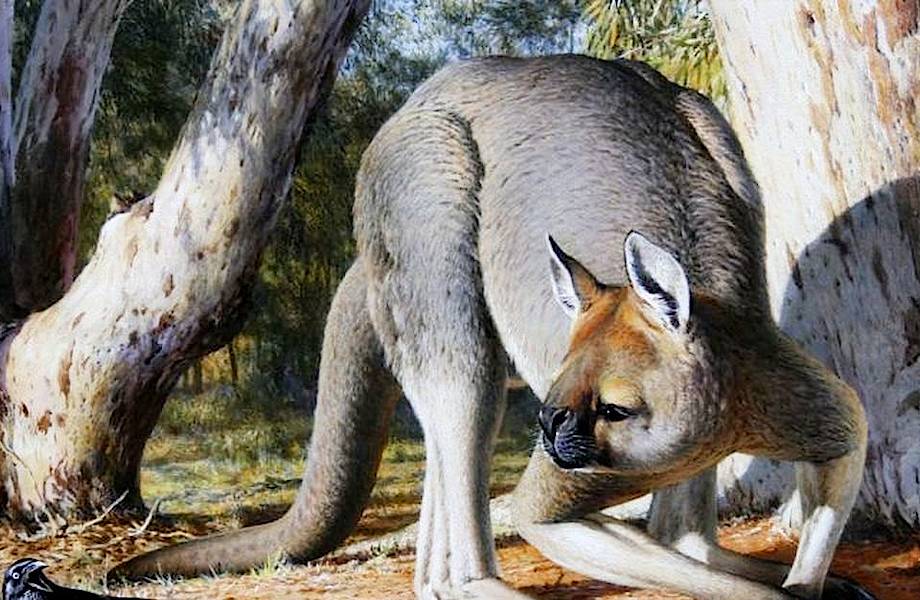 Кенгуру прокоптодоны: по сравнению с ними современные кенгуру просто дети