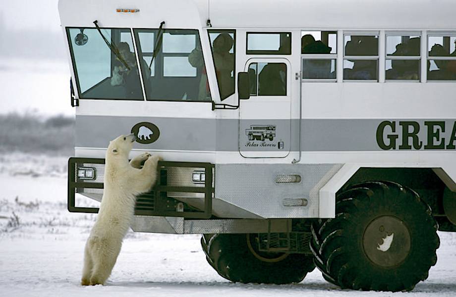 Ночь лицом к лицу с белыми медведями: первый арктический отель