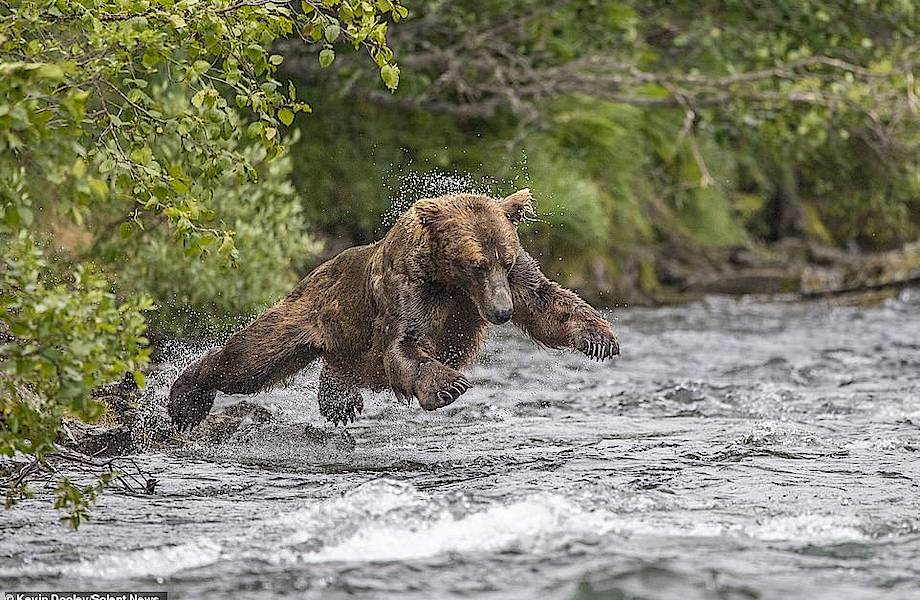 8 забавных фотографий о том, как рыбачит медведь
