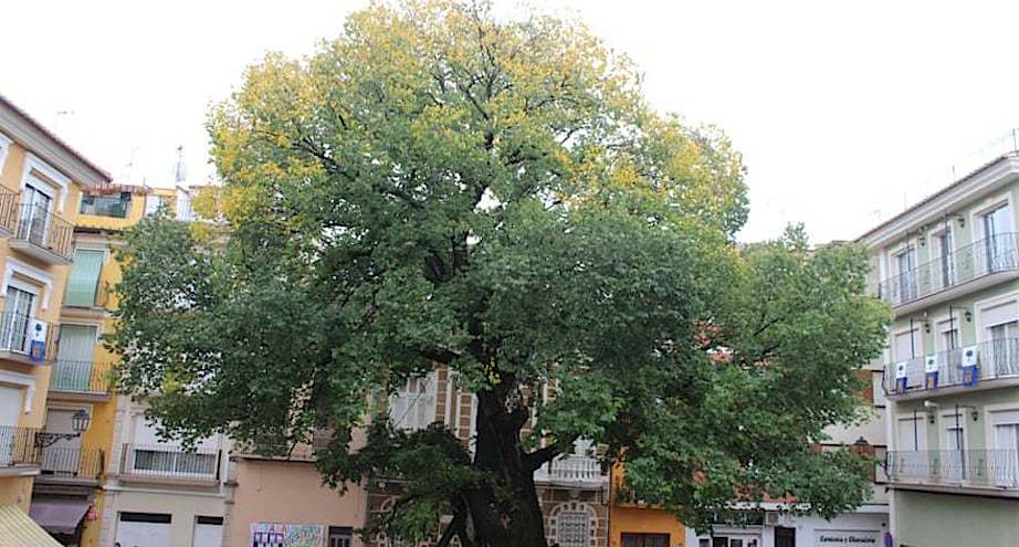 Фото дня: дерево, которому 383 года