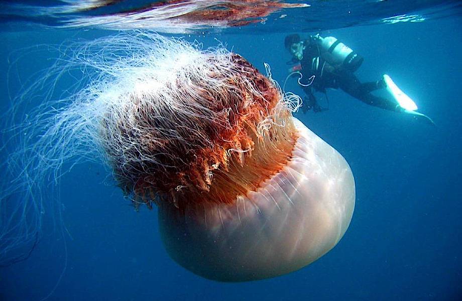 Арктическая цианея — самая большая медуза в мире
