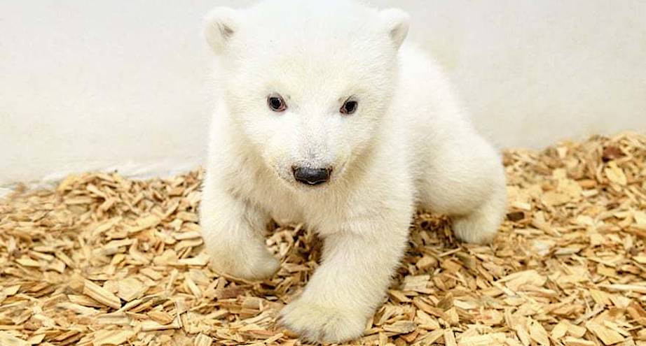 Фото дня: белый медвежонок на первом осмотре у ветеринара
