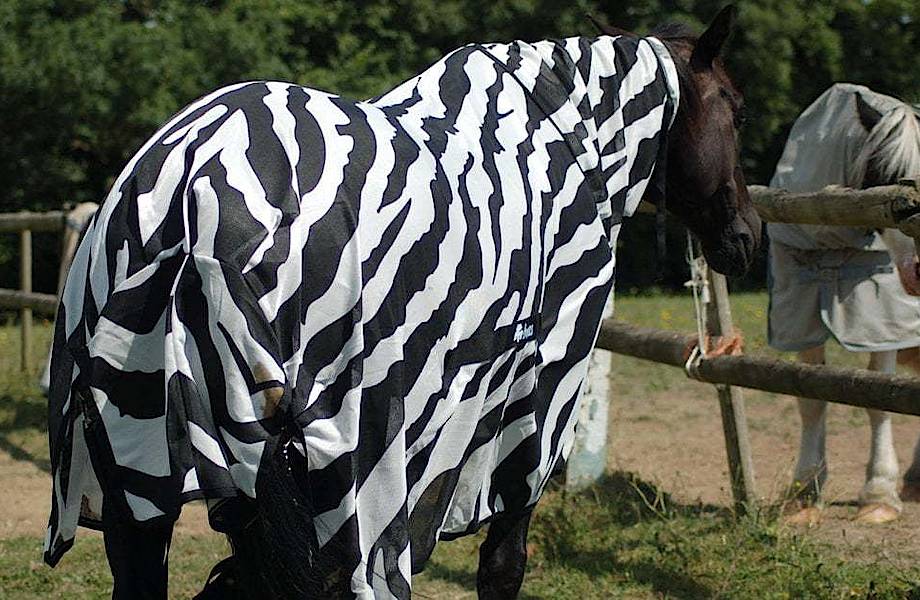 Зачем зебре полоски: ученые одели коня в полосатое пальто, чтобы испытать свою теорию