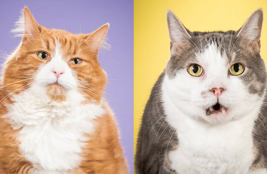 Толстые и красивые: фотограф Пит Торн доказывает, что хорошего кота должно быть много