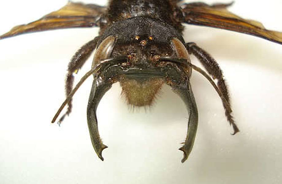 Зачем самым большим пчелам в мире такие странные челюсти
