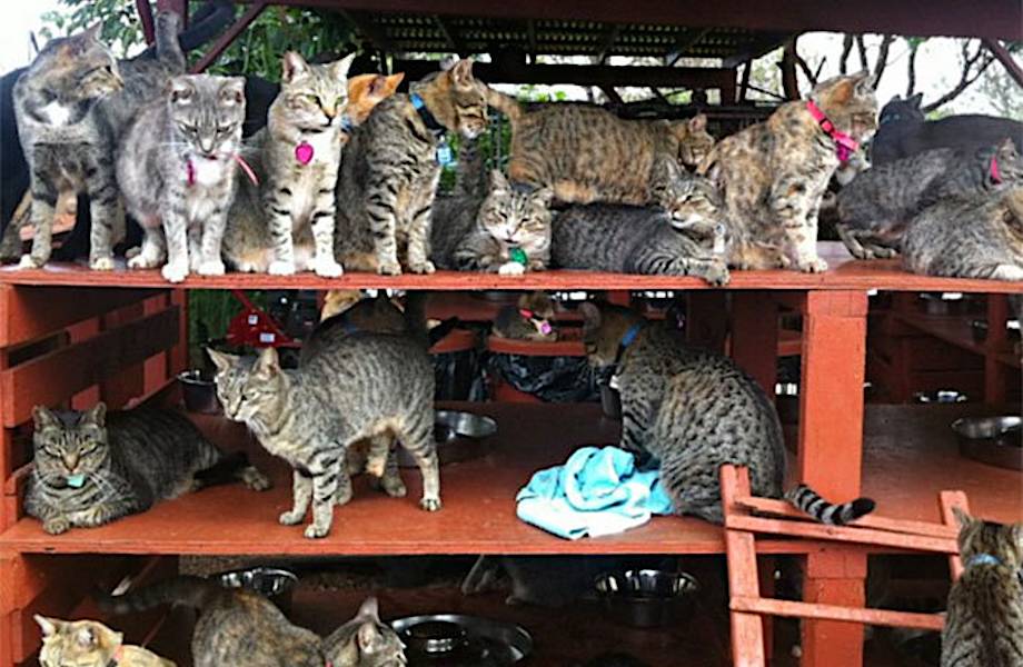 Кошачий рай на Гавайях: место, где одновременно можно поиграть с сотней котиков