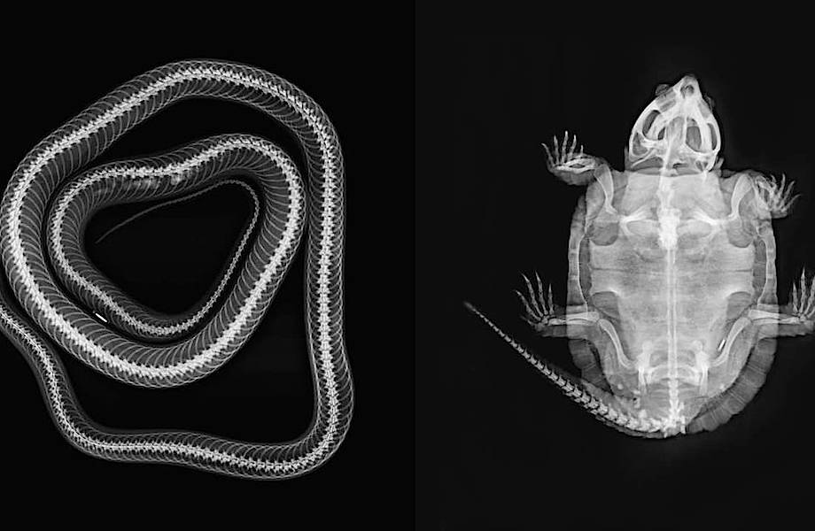 Лондонский зоопарк опубликовал захватывающие рентгеновские снимки своих животных