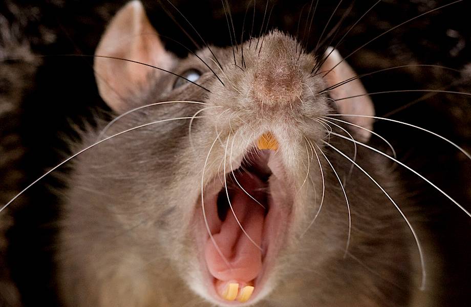 Крысы больше кошек: на острове Тимор обитали 5-килограммовые крысы