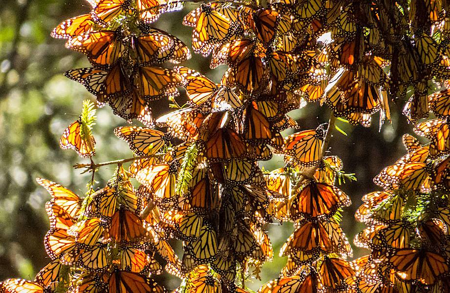 Миллиард бабочек в одном месте на Земле: заповедник бабочки монарх в Мексике