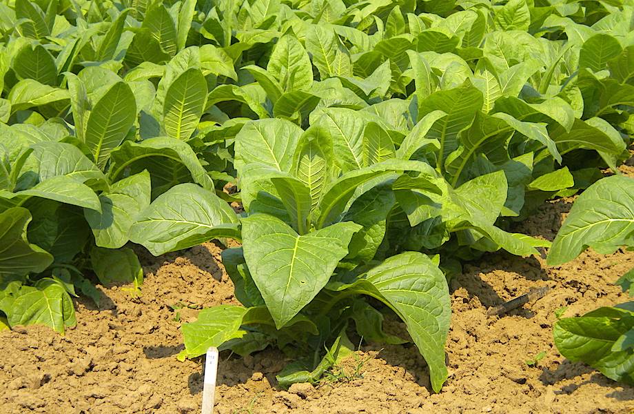 Генетики модифицировали растение табак, но все это ради здоровья