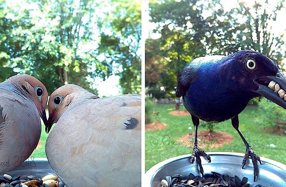 Камера на птичьей кормушке помогла подловить пернатых в самые неожиданные моменты