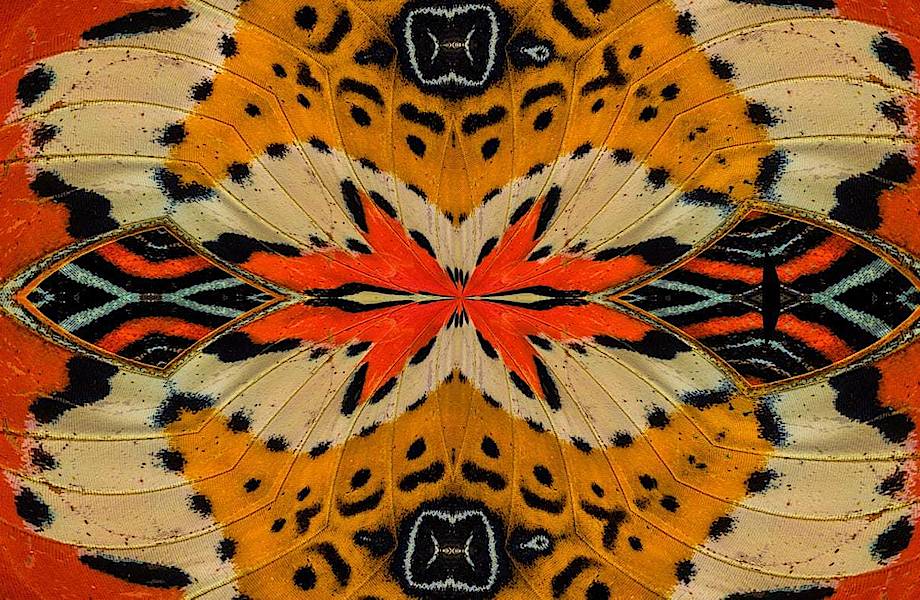 Как калейдоскоп: восхитительные фотографии крыльев бабочек крупным планом