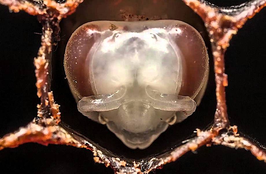 Пчелы-кукушки: даже среди пчел встречаются наглые тунеядцы  