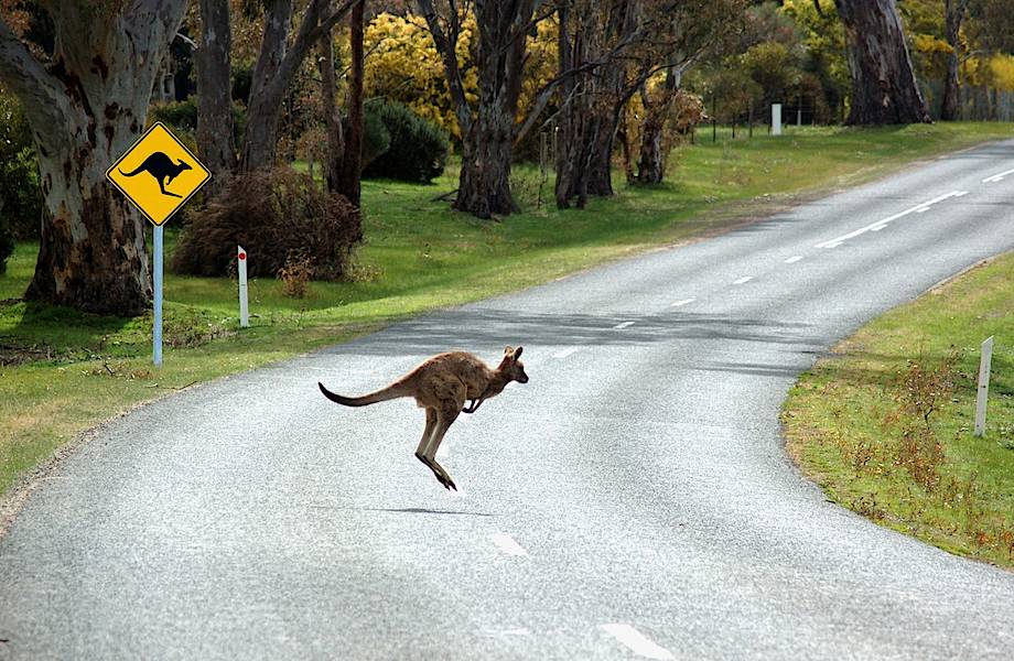 В Австралии внедряют новую систему по защите животных от столкновений с автомобилями 