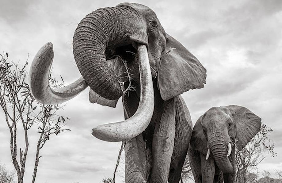 Королева слонов: фотограф снял уникальную слониху F_MU1 перед ее смертью