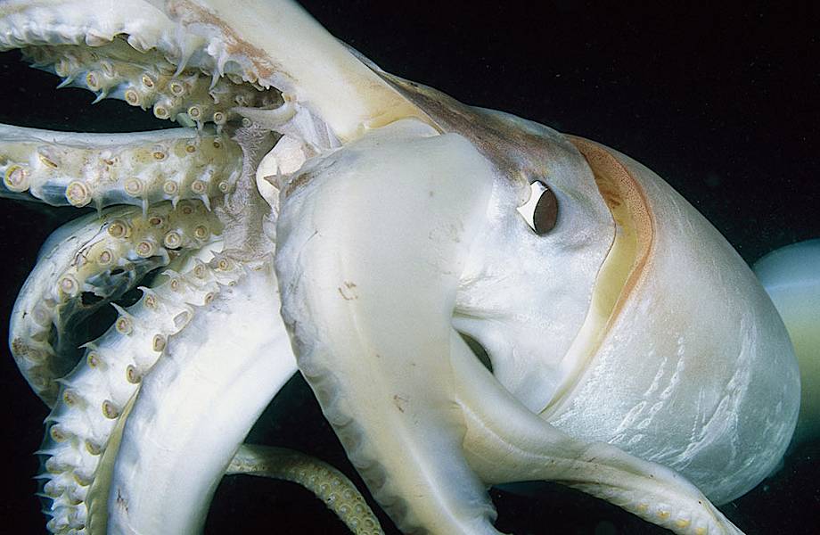 Глаза диаметром 27 сантиметров: как выглядят самые большие моллюски на планете 