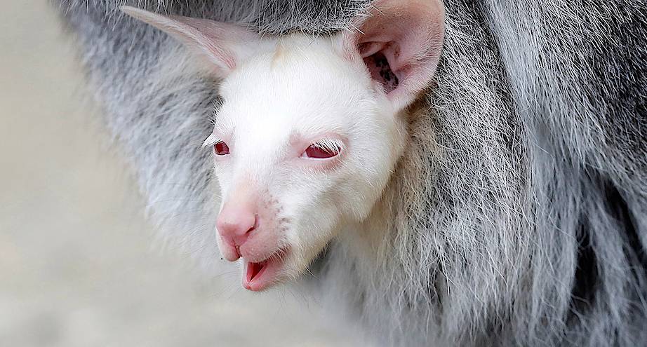 Фото дня: маленький кенгуру-альбинос выглядывает из сумки матери