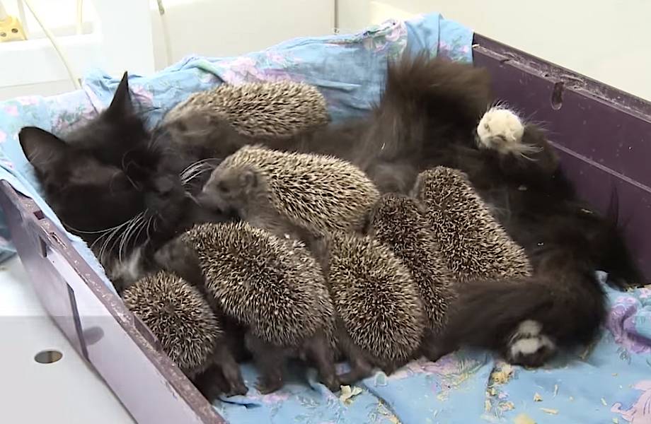 Видео: Приемные «котята», которых не получится помыть — кошка усыновила 8 ежат