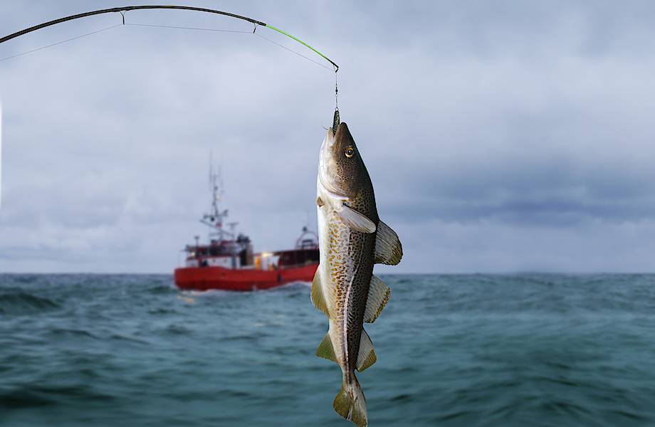 Поучительная история Ньюфаундлендской банки: может ли в море закончиться вся рыба