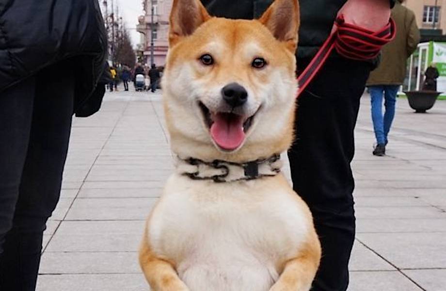 Дуэт фотографов сделал очаровательный фотоблог о собаках на улицах Вильнюса