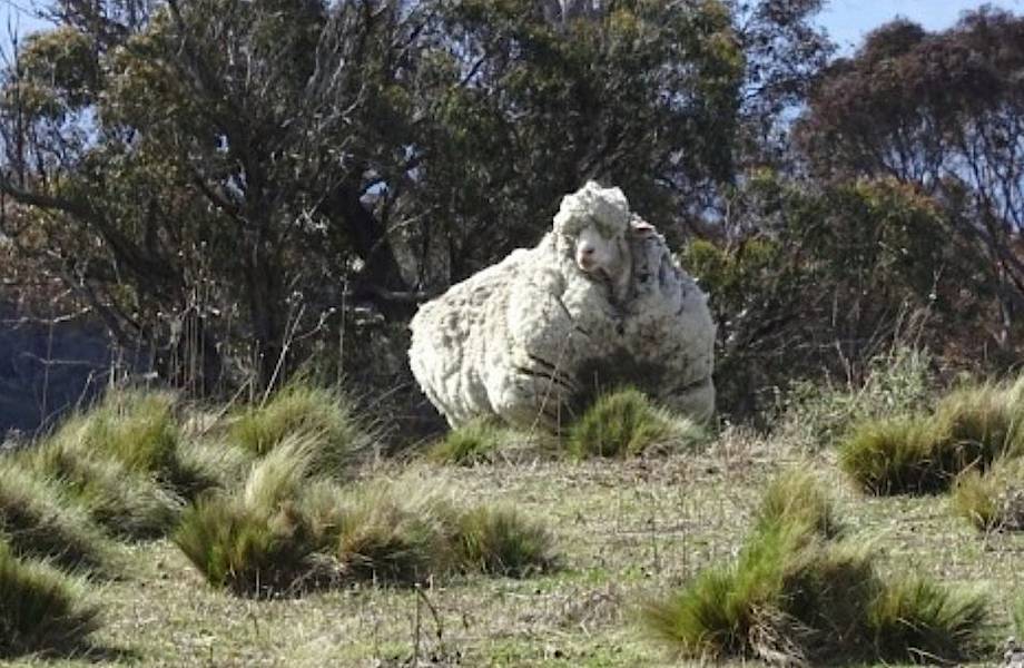 Чудеса метаморфоз: как спустя 5 лет выглядит овца, отбившаяся от стада