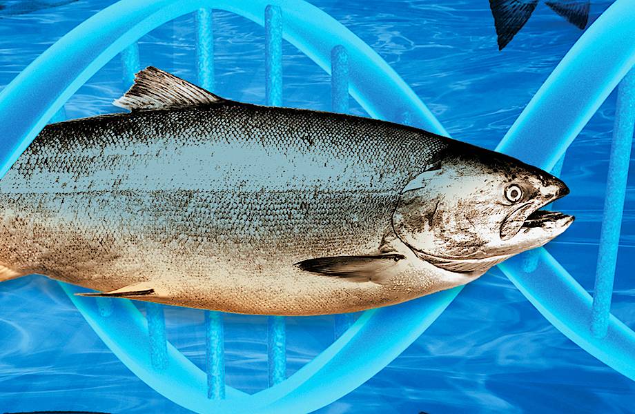 Генетически модифицированный лосось скоро появится в Канаде и США
