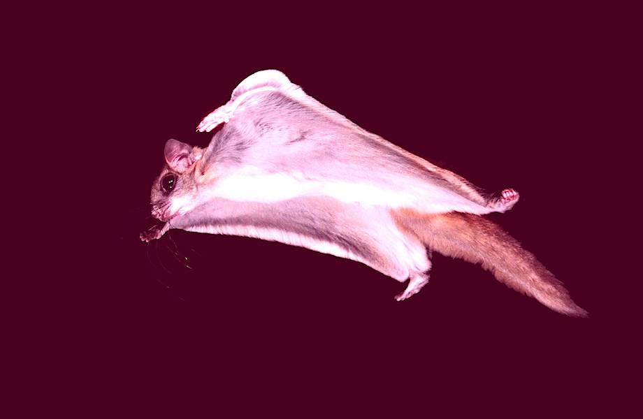Белки-летяги светятся в темноте: для чего им такие способности