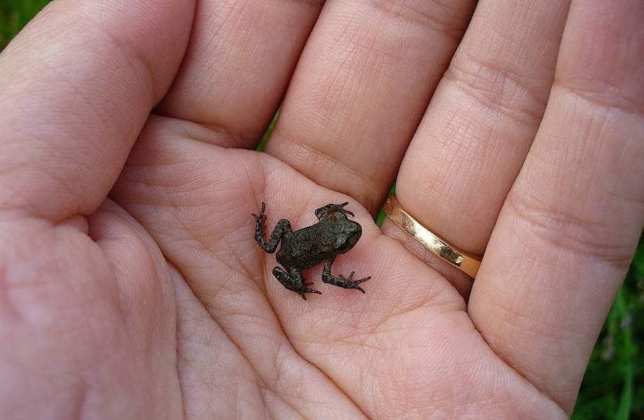 Лягушки меньше человеческого ногтя — новое открытие в животном мире Мадагаскара