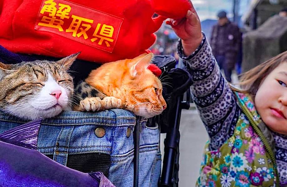 Японец отправился путешествовать по стране с двумя котами, и его Инстаграм идеален