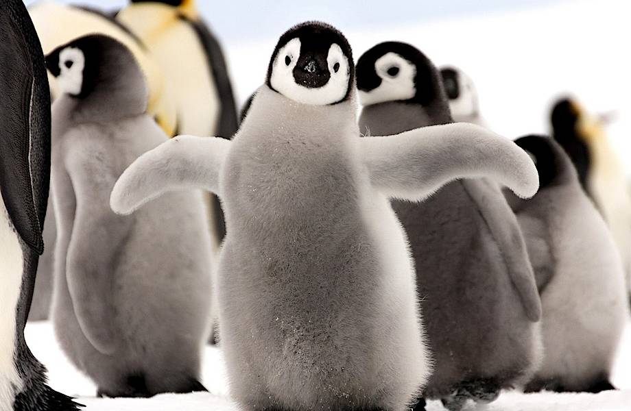 Императорские пингвины пострадали из-за потепления в Антарктиде