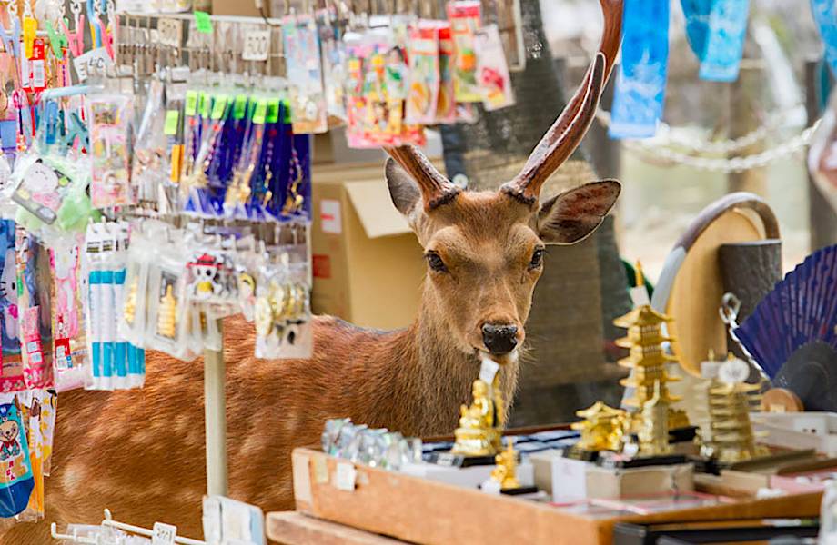 Ёко Исии снимает оленей, которые свободно разгуливают по городу Нара