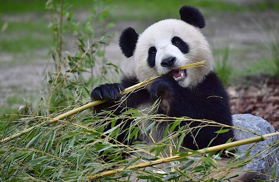 Загадка панд: почему хищные медведи перешли на бамбук