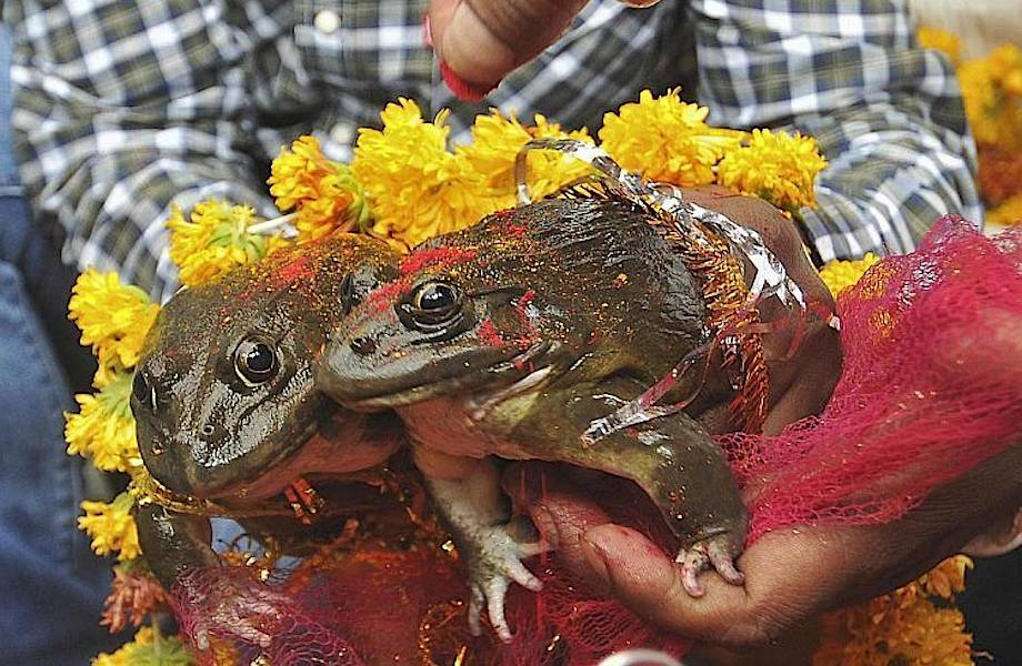 Зачем индийцы устраивают свадьбы лягушкам