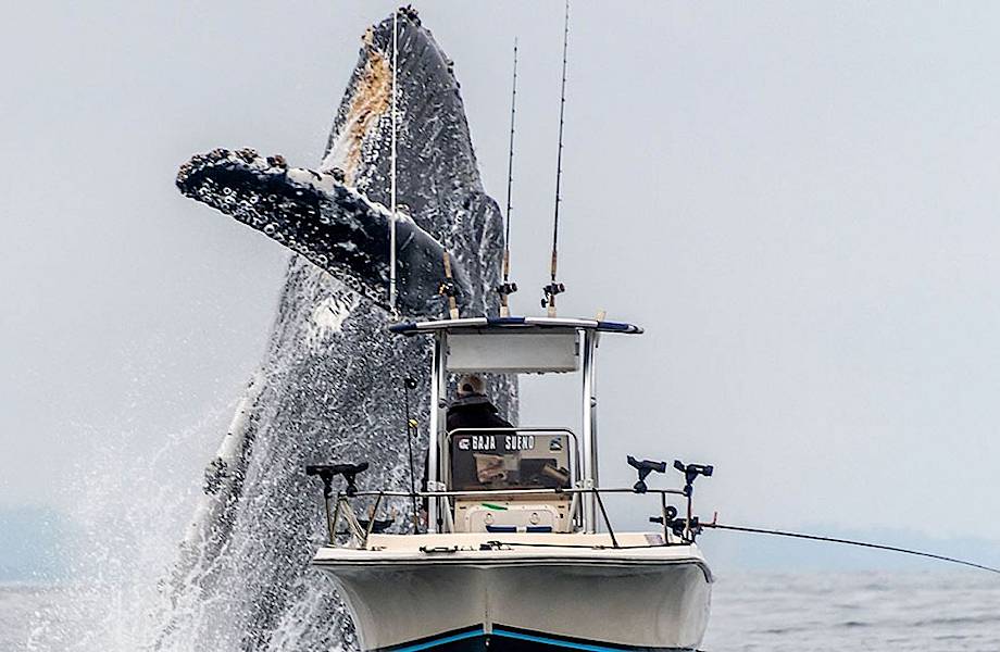 В сети появилось видео: гигантский кит выпрыгивает из воды возле рыбацкой лодки