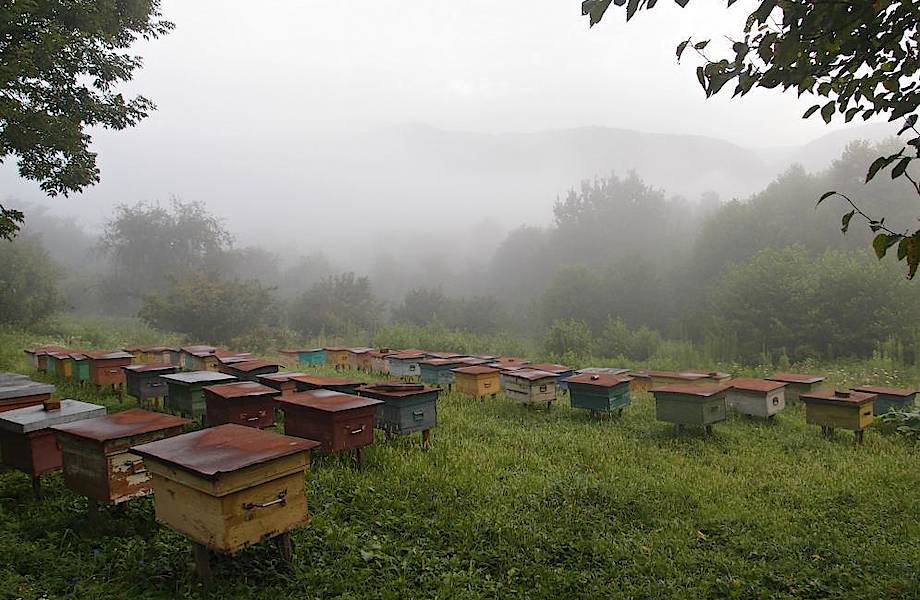 Удивительная традиция «разговора с пчелами»: как в Англии притягивали удачу